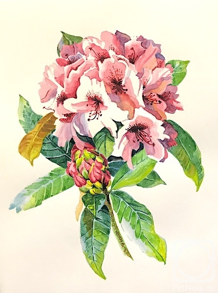 Lukaneva Larissa. Rhododendron