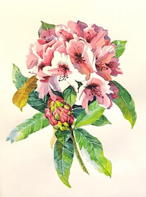 Rhododendron. Lukaneva Larissa