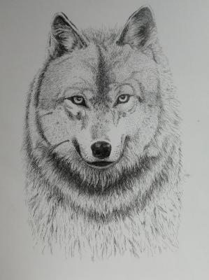 Wolf head. Filippova YUliya