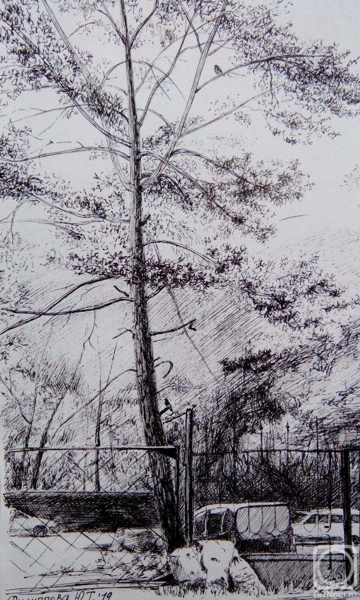 Filippova YUliya. Pine tree in the backyard