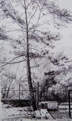 Pine tree in the backyard. Filippova YUliya