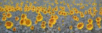 Sunflowers. Korotkov Valentin