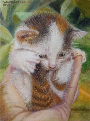 Kitten in the palm of your hand (Tabachkovskaya). Kudryashov Galina