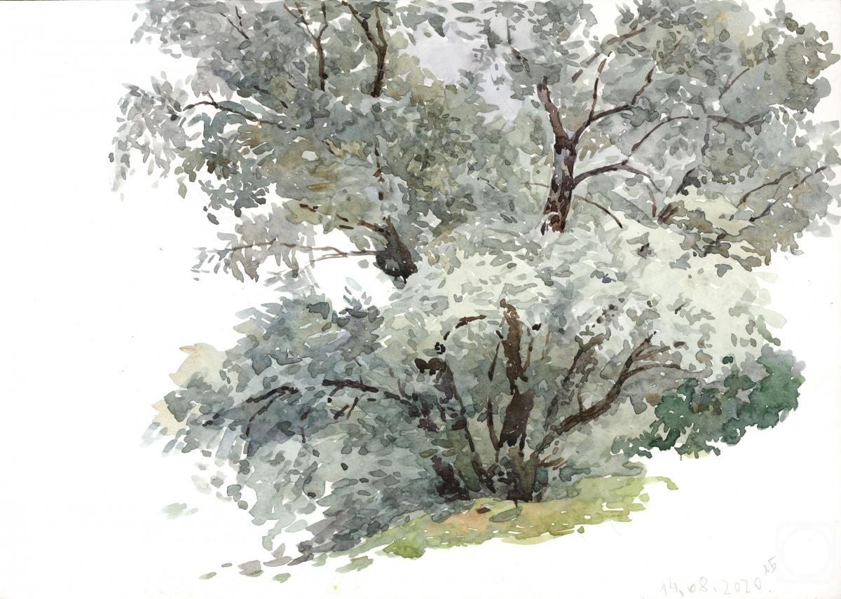 Bikashova Mariya. Silver willow