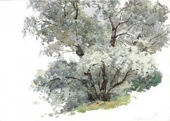 Silver willow. Bikashova Mariya
