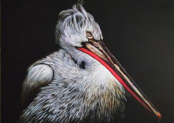 Pelican. Litvinov Andrew