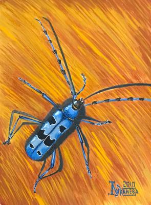 Blue Capricorn Beetle. Lukaneva Larissa