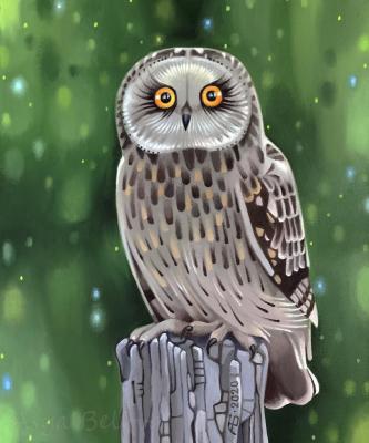Owl. Belova Asya