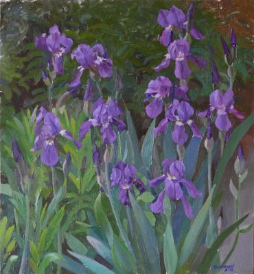 Irises. Svyatchenkov Anton