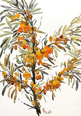 Sea-buckthorn. Kurnosenko Antonina