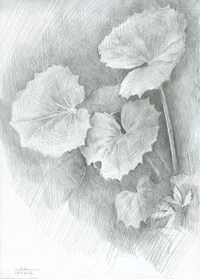 Tussilago farfara Foliage. Yudaev-Racei Yuri