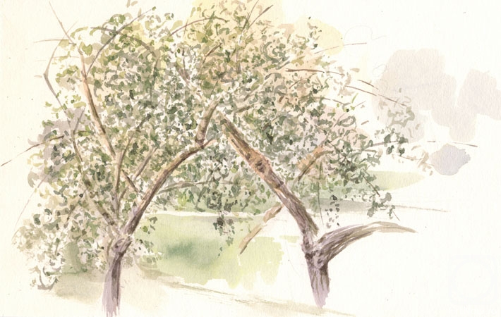 Romanov Egor. Two trees