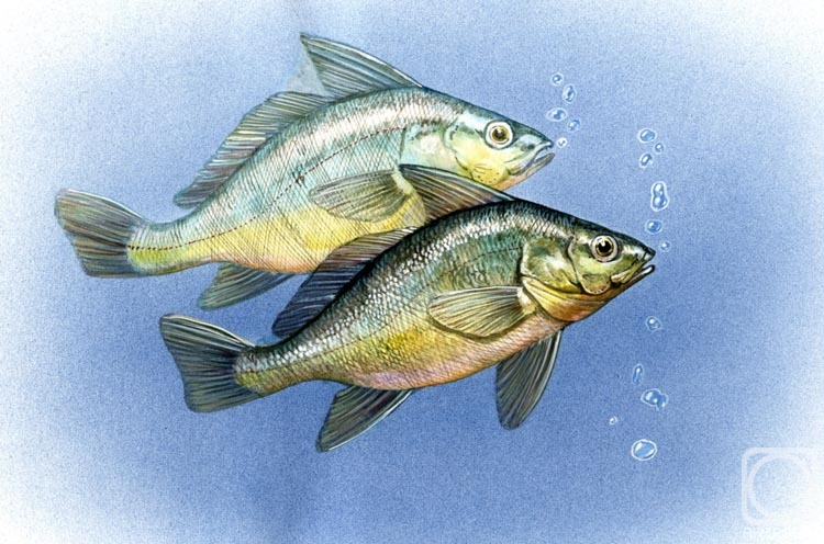 Krasnova Nina. Untitled