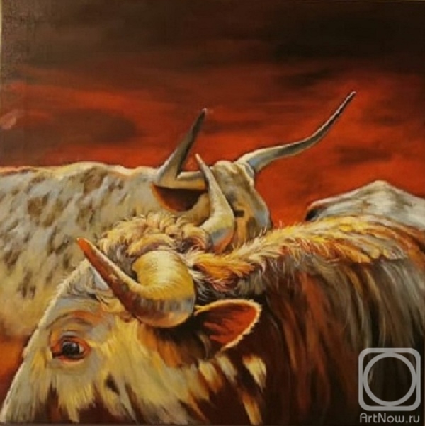 Zorina Irina. Bulls at sunset
