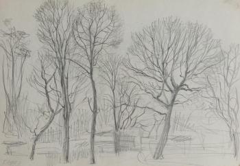 Bare trees in the park