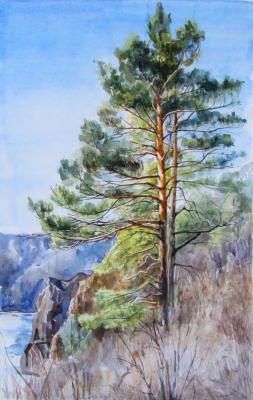 The pine. Yudina Ekaterina