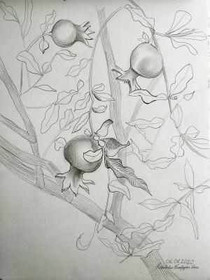 Pomegranate. Petrovskaya-Petovraji Olga