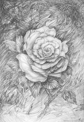Grey rose. Lesnyak Boris