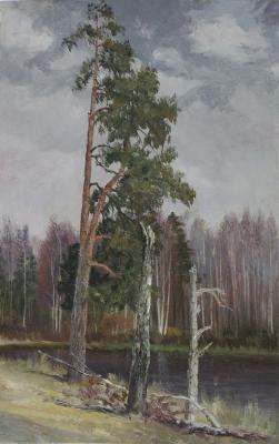 Pine. Filippenko Pyotr