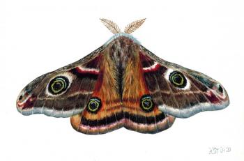 Small emperor moth (Natural History Illustration). Tihomirova Kseniya
