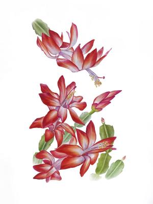 Christmas cactus schlumbergera botanical painting. Tihomirova Kseniya