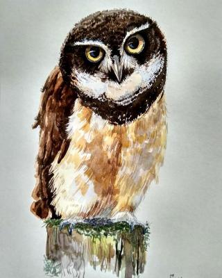 Owlet. Gorenkova Anna