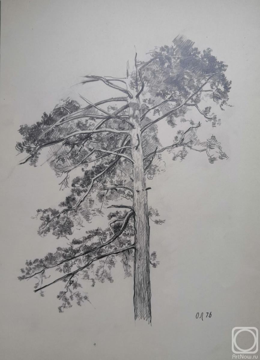 Loktev Oleg. Pine tree