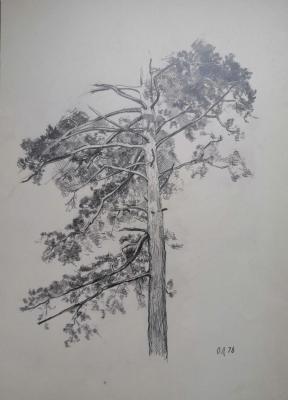 Pine tree. Loktev Oleg