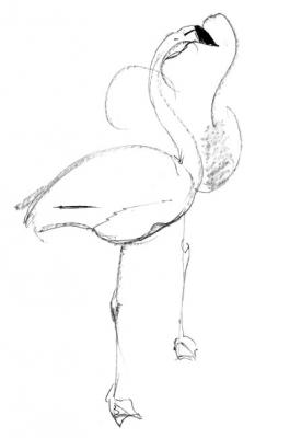 Flamingo. Kofanov Alexey