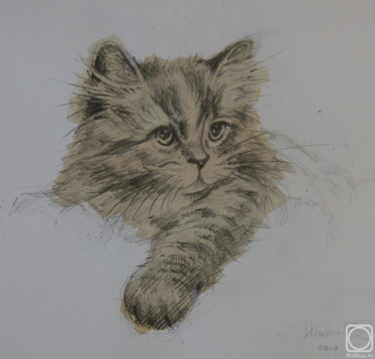 Ilin Vladimir. The kitten