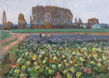 Cabbage field. Zhukova Juliya