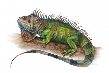Iguana (Natural History Illustration). Tihomirova Kseniya