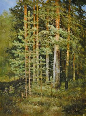 Walking in the pine forest. Anikin Aleksey