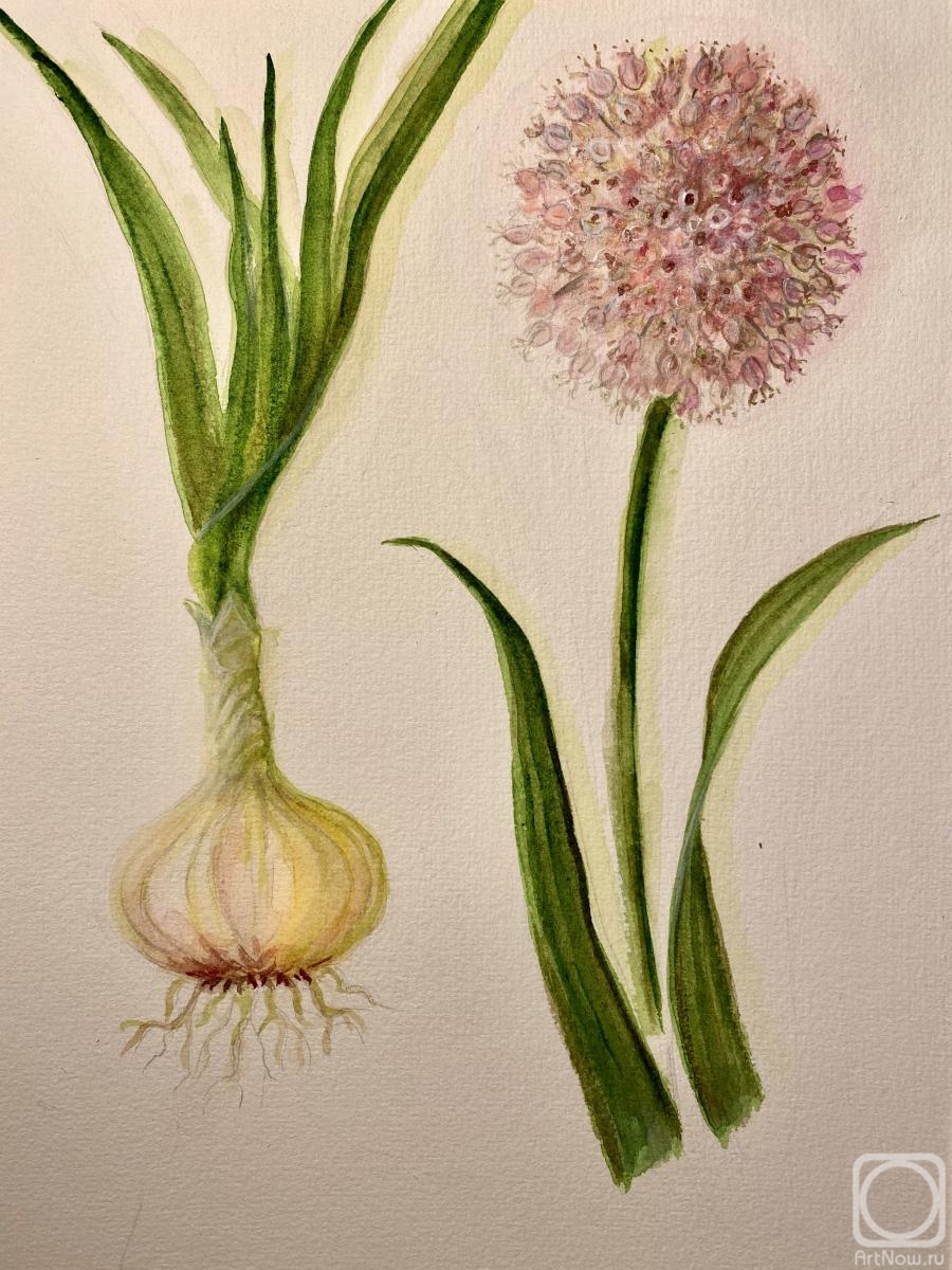 Amelkova Ninel. Garden onion