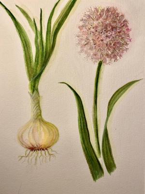 Garden onion. Amelkova Ninel