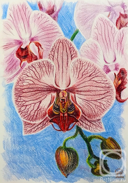 Lukaneva Larissa. The Orchid