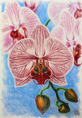 The Orchid. Lukaneva Larissa