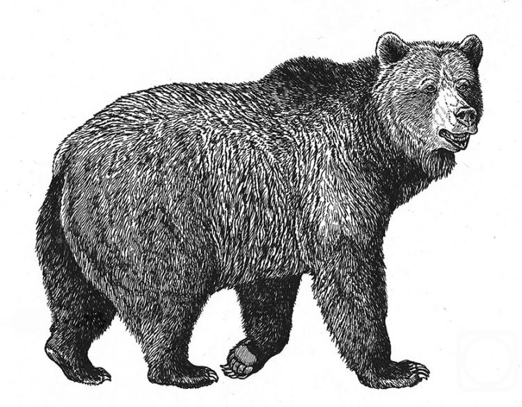 Fomin Nikolay. Bear