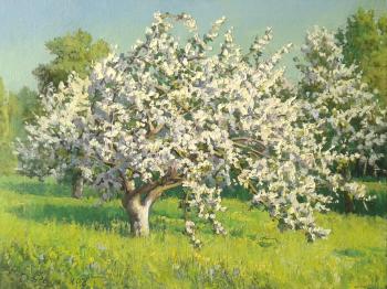 Apple tree in bloom. Fadin Dmitriy