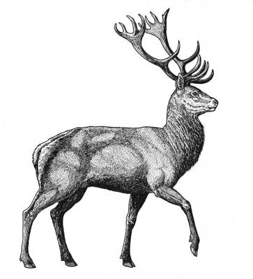 Red deer (Hornbed). Fomin Nikolay