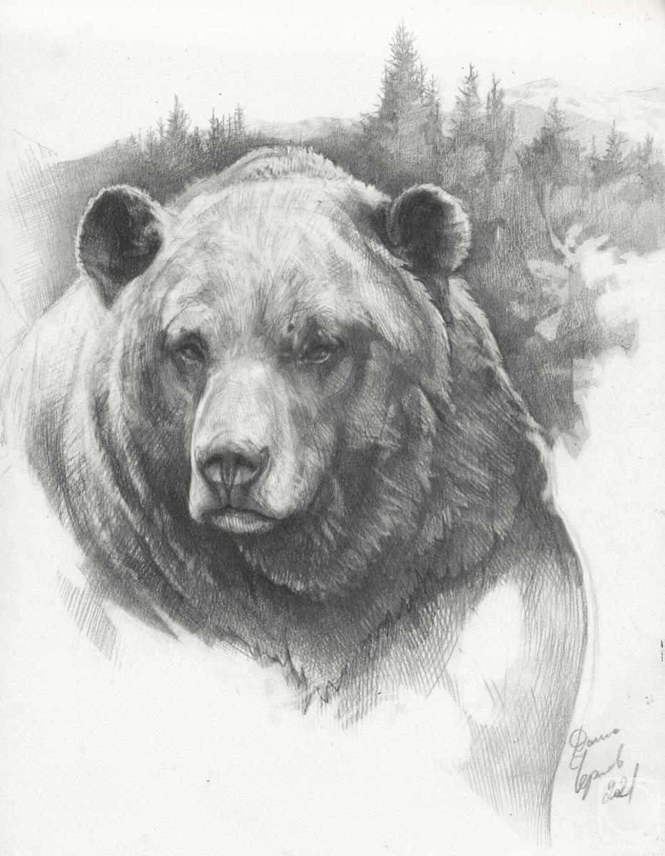 Chernov Denis. Bear Grizzly