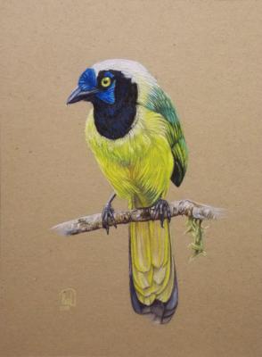 Green jay (Feathered). Kabylina Darya