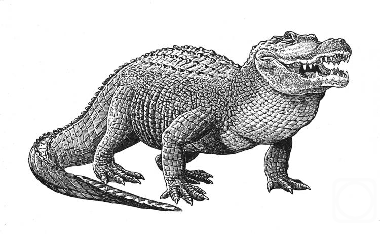 Fomin Nikolay. Alligator