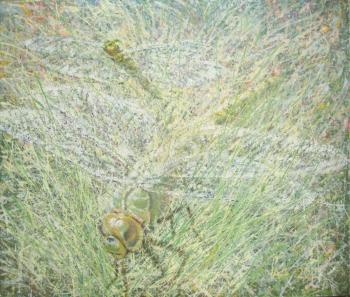 Summer of dragonflies