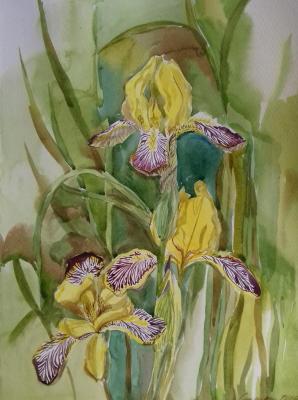 Yellow irises. Snitsar Elena