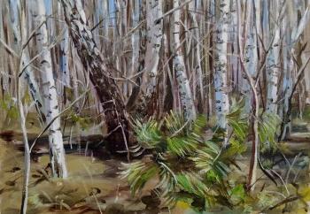 A piece of spring forest (Fir Birch). Korolev Andrey