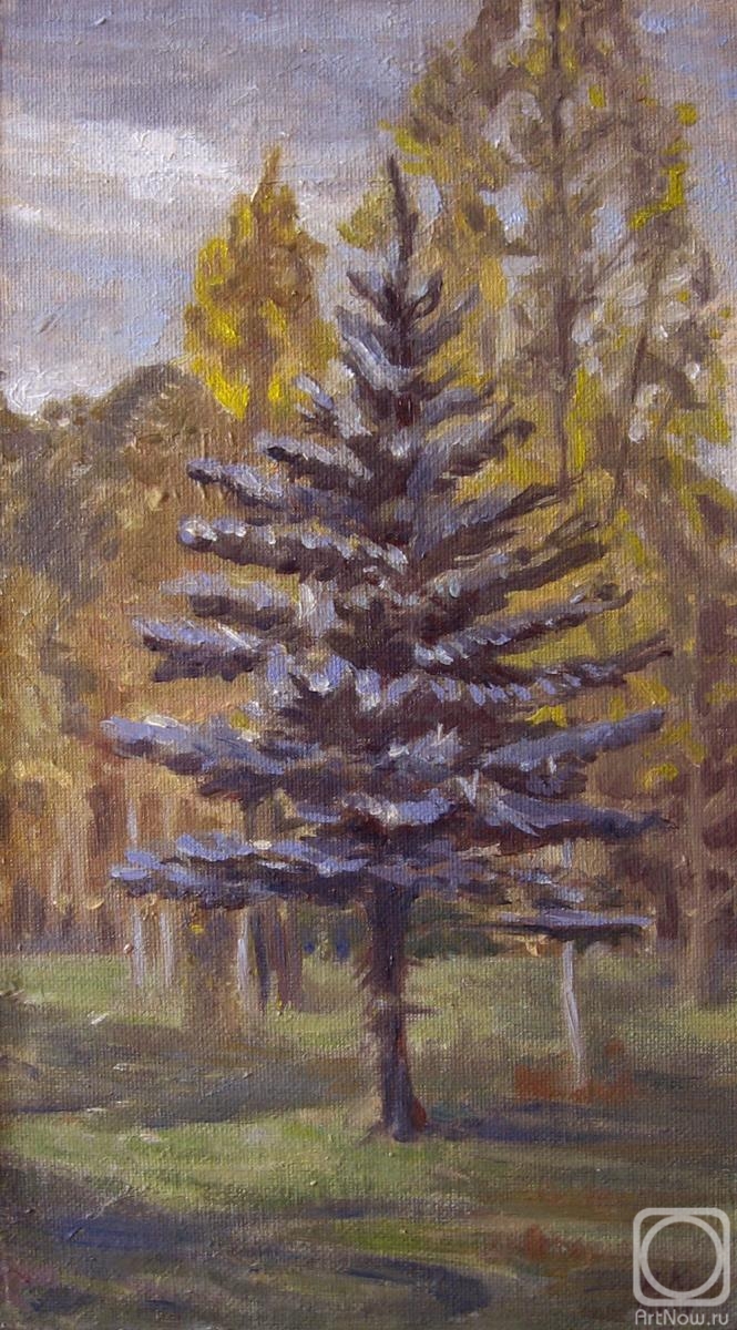 Krasnova Nina. Blue spruce