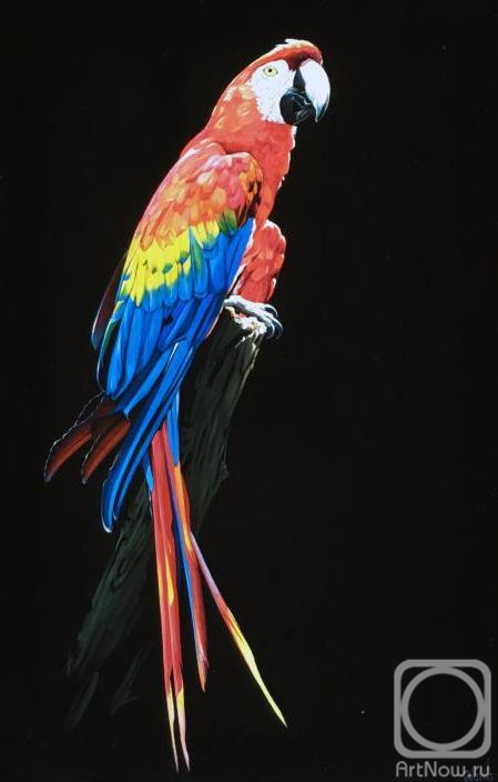 Ebzeev Shaharbi. Parrot