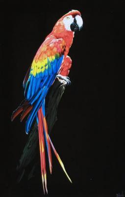 Parrot. Ebzeev Shaharbi