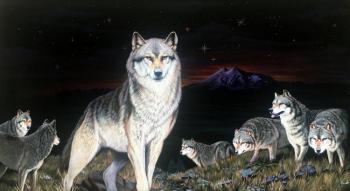 Leader of the wolf pack